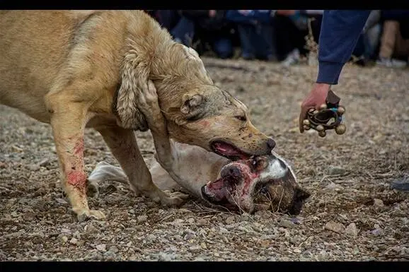 حیوان عجیب حمله‌کننده به دانشجوی دانشگاه زنجان چه بود؟