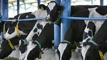 کاهش سه درصدی دام سنگین نسبت به خرداد سال ۱۴۰۳