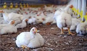 شرایط فعلی تامین نهاده تعریفی ندارد