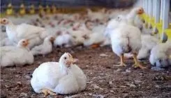 شرایط فعلی تامین نهاده تعریفی ندارد