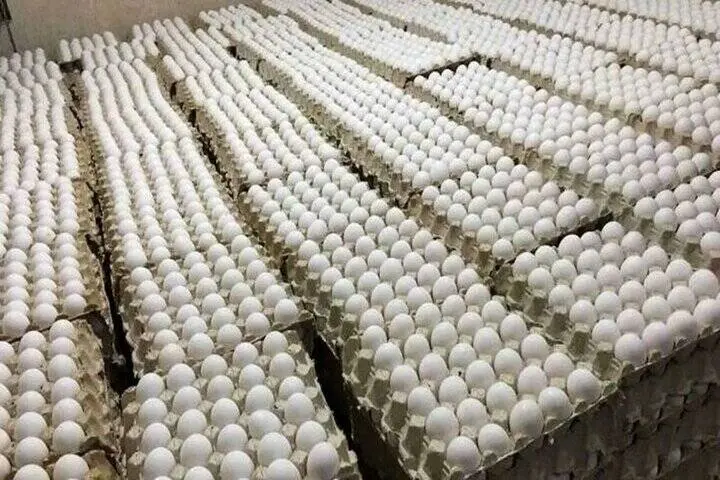 ورشکستگی واحدهای کوچک تولید تخم‌مرغ؛ قیمت ۳۰۰ هزارتومان درب مرغداری!