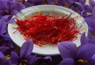 غارت طلای سرخ ایران؛ زعفران ایران زیر ضرب قاچاق و خام‌فروشی!