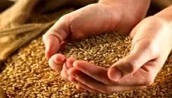 گندم داخلی اکنون بسیار ارزان‌تر از گندم وارداتی است