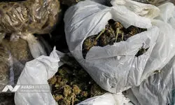 میوه با طعم مواد مخدر