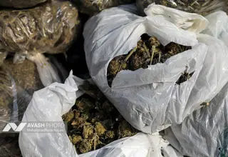 میوه با طعم مواد مخدر