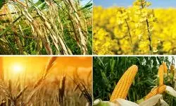 خرید تضمینی ۸ میلیون تن گندم در هاله ای از ابهام