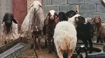 کاهش تقاضا برای دام زنده در بازار