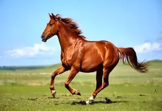 نحوه قیمت‌گذاری اسب
