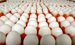تولید تخم‌مرغ مازاد نیاز بازار است