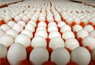 تولید تخم‌مرغ مازاد نیاز بازار است