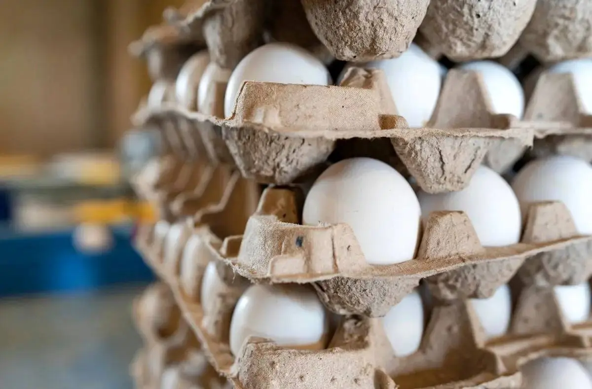 خبر رسمی درباره قیمت تخم مرغ اعلام شد/ ۱۲ آذر 