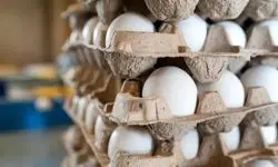 خبر رسمی درباره قیمت تخم مرغ اعلام شد (۱۲ آذر)