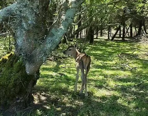 لحظات زیبای نجات بره مرال از دل آتش در پارک ملی گلستان
