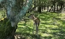 لحظات زیبای نجات بره مرال از دل آتش در پارک ملی گلستان
