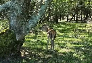 لحظات زیبای نجات بره مرال از دل آتش در پارک ملی گلستان