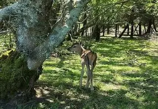 لحظات زیبای نجات بره مرال از دل آتش در پارک ملی گلستان
