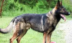 سگ ولگرد بلای جان دختر دانشجو در محوطه دانشگاه تبریز شد