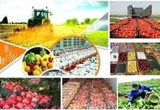 فعالیت بیش از ۱۶ هزار واحد صنایع تبدیلی و غذایی