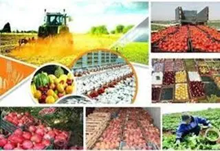 فعالیت بیش از ۱۶ هزار واحد صنایع تبدیلی و غذایی