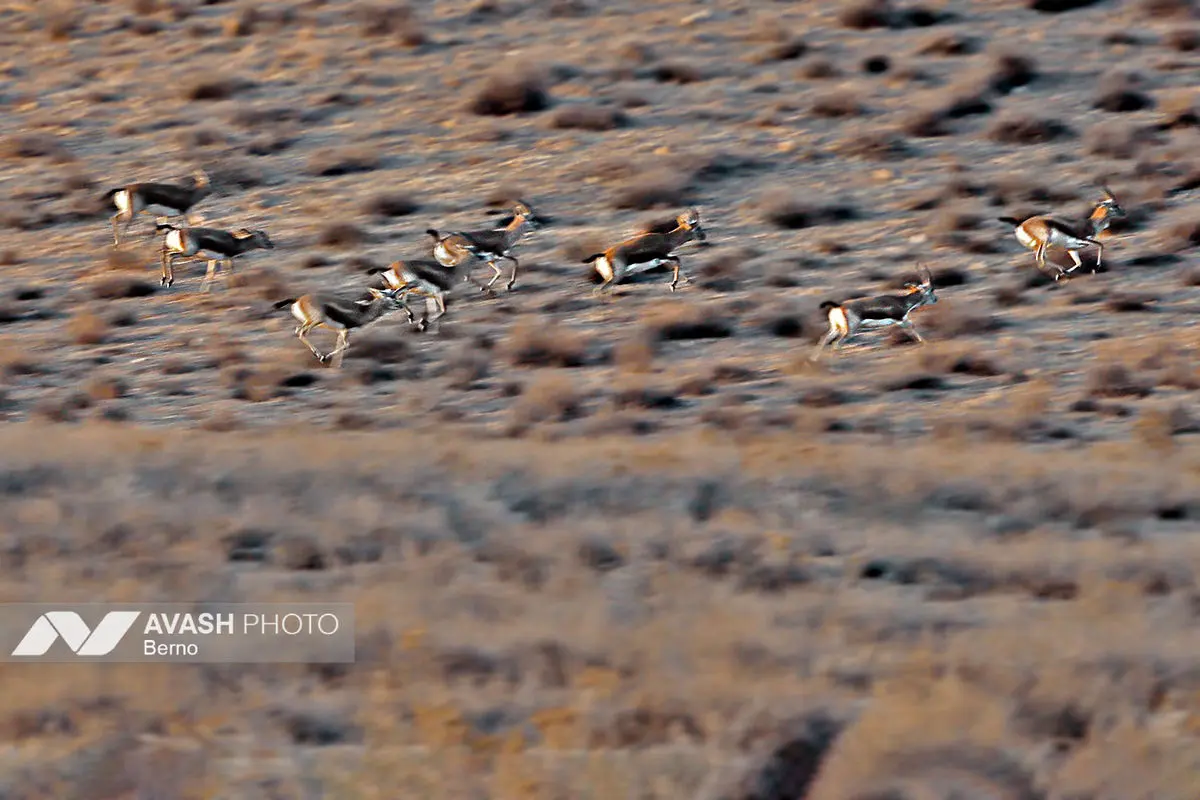 سرشماری پاییزه پارک ملی گلستان