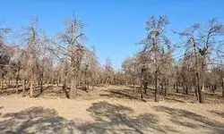 لغو احاله مدیریت پارک جنگلی چیتگر، در صورت احراز قصور شهرداری تهران