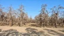 لغو احاله مدیریت پارک جنگلی چیتگر، در صورت احراز قصور شهرداری تهران