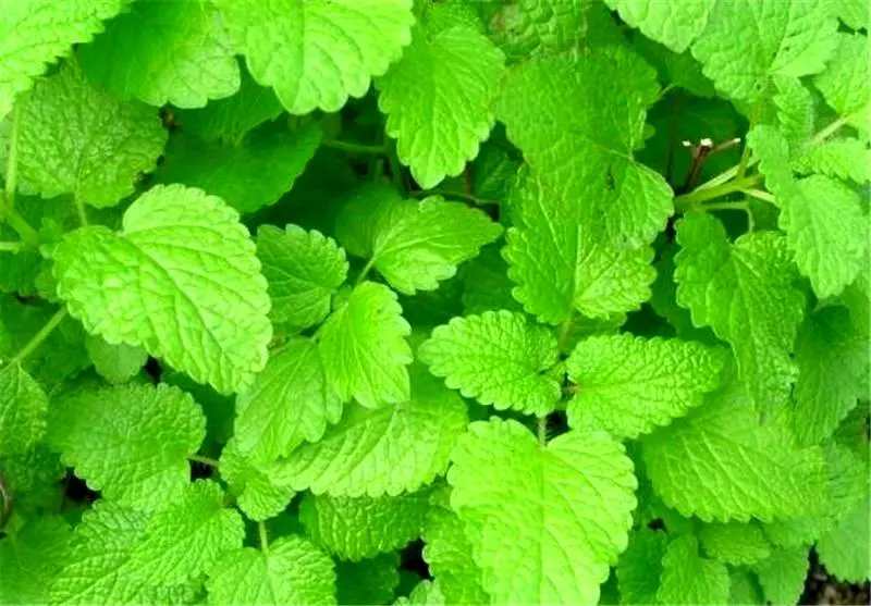 درمان آلزایمر با گیاهان «وج و بادرنجبویه»