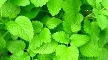 درمان آلزایمر با گیاهان «وج و بادرنجبویه»