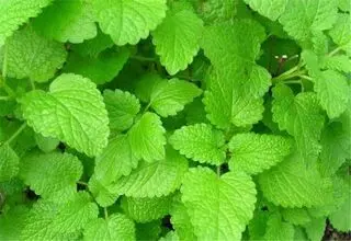 درمان آلزایمر با گیاهان «وج و بادرنجبویه»