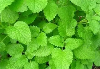 درمان آلزایمر با گیاهان «وج و بادرنجبویه»
