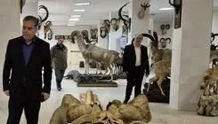 انتقال نمونه‌های ارزشمند موزه تاریخ طبیعی پردیسان