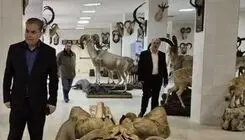 انتقال نمونه‌های ارزشمند موزه تاریخ طبیعی پردیسان