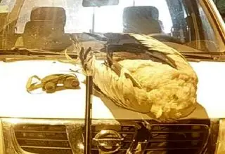 کشف لاشه درنای خاکستری در پارک ملی بختگان