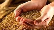 پرداخت نیمی از مطالبات گندمکاران