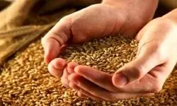 پرداخت نیمی از مطالبات گندمکاران