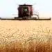 آغاز پرداخت ۵۰ درصد از مطالبات گندمکاران طی یکی دو روز آینده