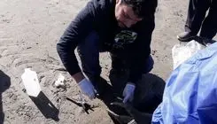 کشف لاشه 16 قلاده فوک خزری در سواحل مازندران