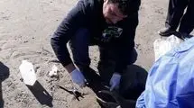 کشف لاشه 16 قلاده فوک خزری در سواحل مازندران