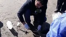 کشف لاشه 16 قلاده فوک خزری در سواحل مازندران