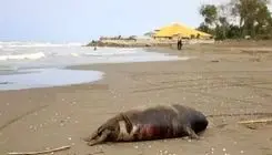 کشف لاشه دو قلاده فک خزری دیگر در سواحل مازندران