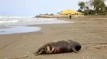 کشف لاشه دو قلاده فک خزری دیگر در سواحل مازندران