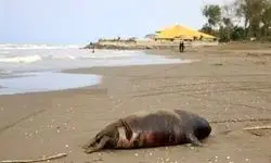 کشف لاشه دو قلاده فک خزری دیگر در سواحل مازندران