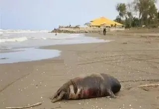 کشف لاشه دو قلاده فک خزری دیگر در سواحل مازندران