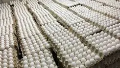 قیمت هرشانه تخم مرغ در بنکداری ها ۴۳۰ تا ۴۸۰ هزارتومان