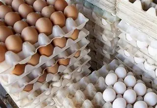آغاز خرید حمایتی تخم‌مرغ برای صادرات به کشورهای همسایه
