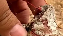 رفتار مارمولک خون پاش برای فرار از شکارچی 