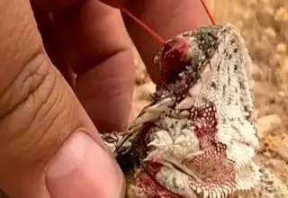 رفتار مارمولک خون پاش برای فرار از شکارچی 