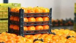 قابلیت خرید میوه تنظیم بازاری با کالابرگ شب عید