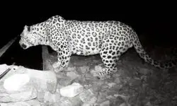 فیلم حضور پلنگ در حیاط خانه‌ یک روستایی در گیلان 