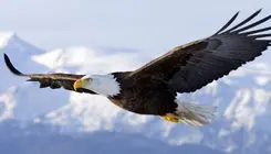 لحظه رهاسازی عقاب عظیم‌الجثه طلایی در گلستان